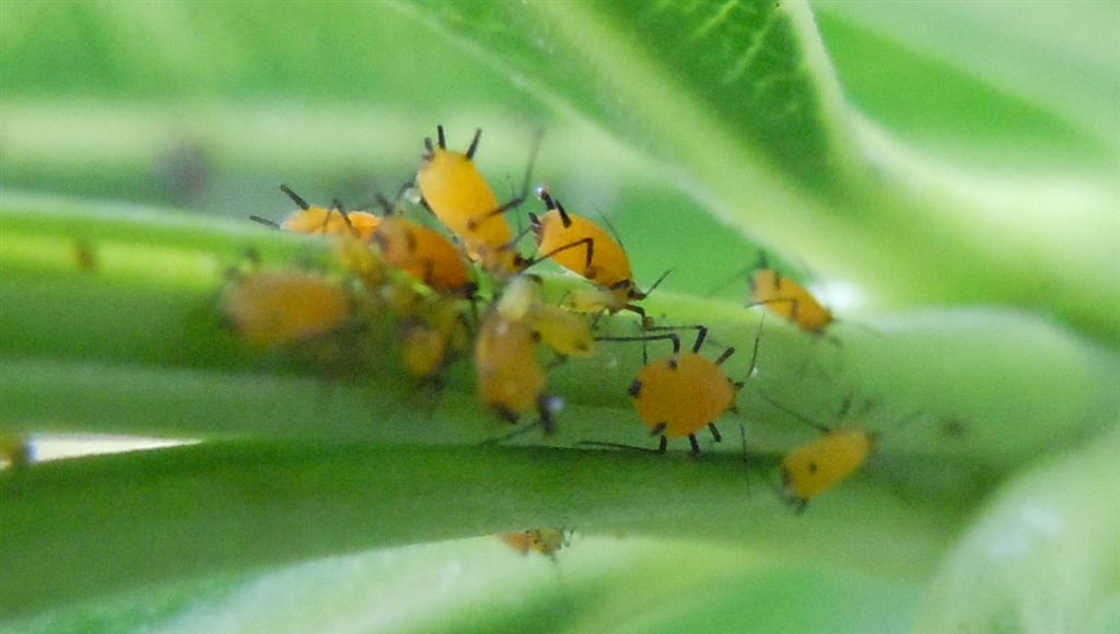 Aphis nerii e predatori al seguito